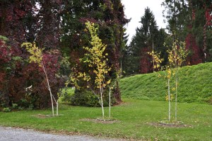 Tanzenden Bäume, 1997/2010 von Timm Ulrich Foto: Christa Linossi