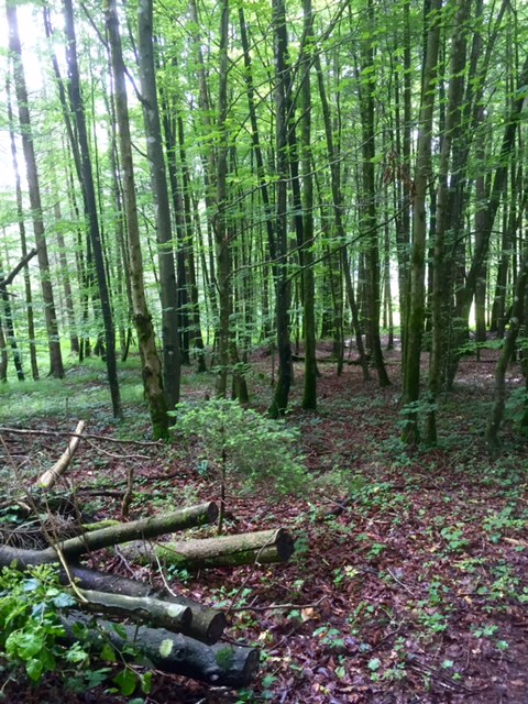 Wald 1